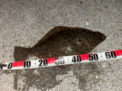 イシガレイの釣果