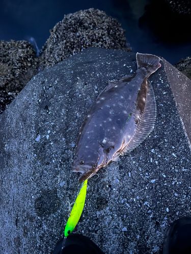 ヒラメの釣果