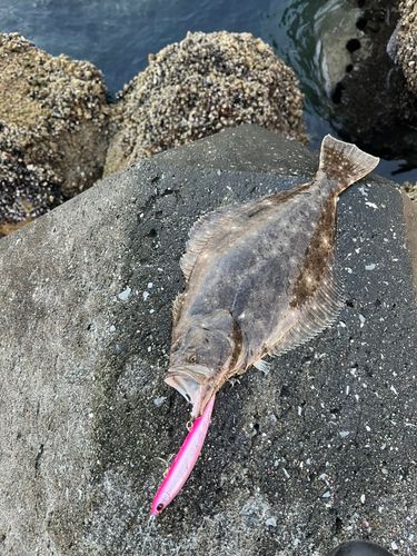 ヒラメの釣果