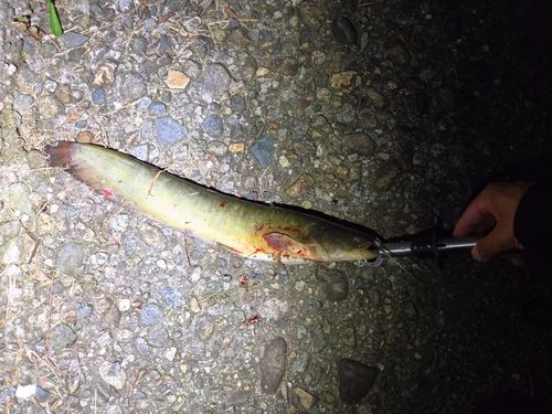 ナマズの釣果