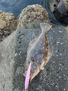 ヒラメの釣果