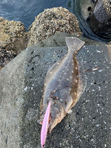 ヒラメの釣果