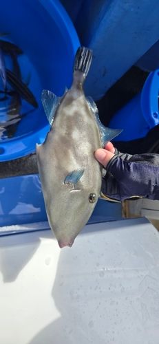 イサキの釣果