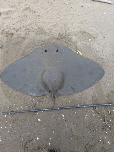 ツバクロエイの釣果
