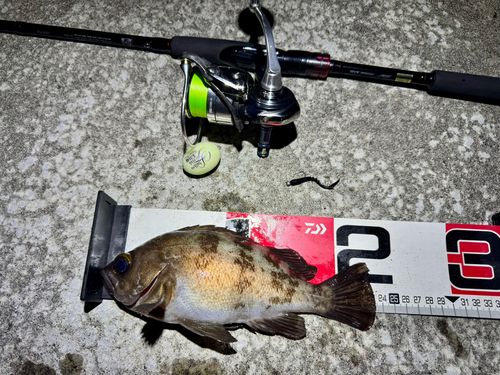 メバルの釣果