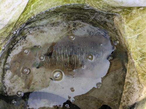 モイカの釣果