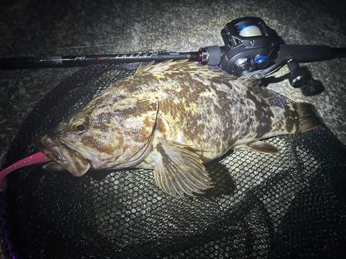 ベッコウゾイの釣果