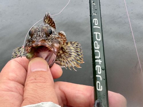 ガシラの釣果