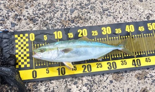 フクラギの釣果