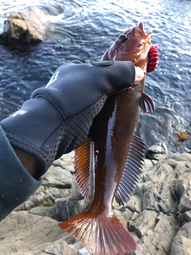 アイナメの釣果