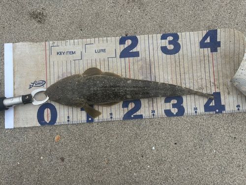 マゴチの釣果