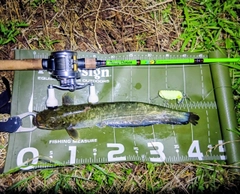 マナマズの釣果