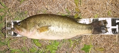 ブラックバスの釣果