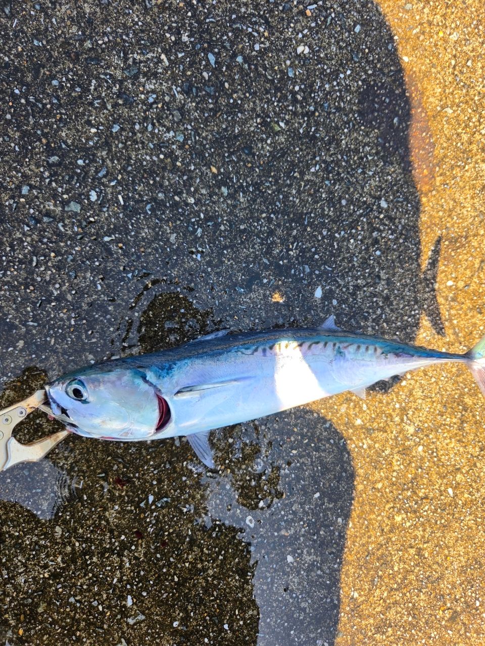 SHIMANO 23ディアルーナ S106MHの最安値・インプレ・釣果 | 本音の