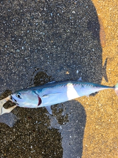 カツオの釣果
