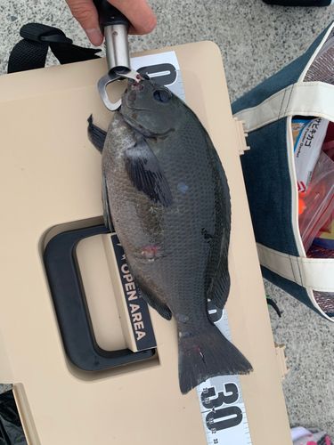 メジナの釣果