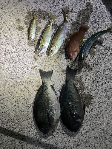 マイワシの釣果