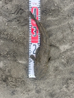 コチの釣果