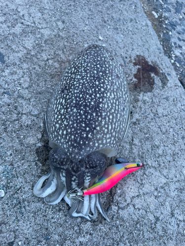 コウイカの釣果