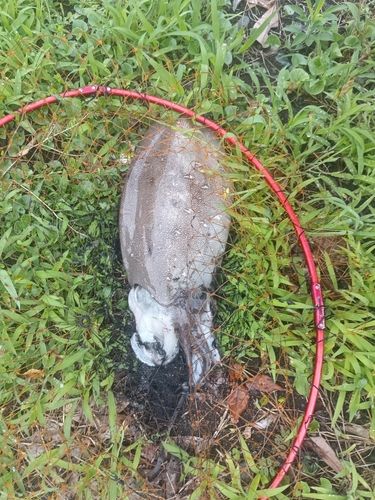 コウイカの釣果