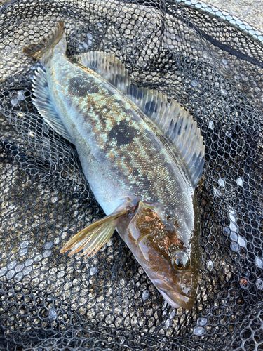 アイナメの釣果