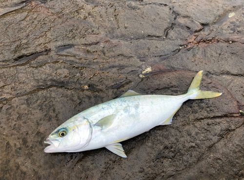 ワカシの釣果
