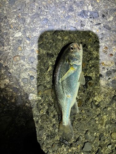 イシモチの釣果