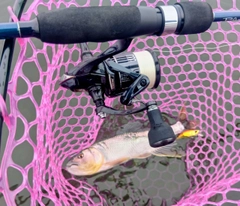 ハスの釣果