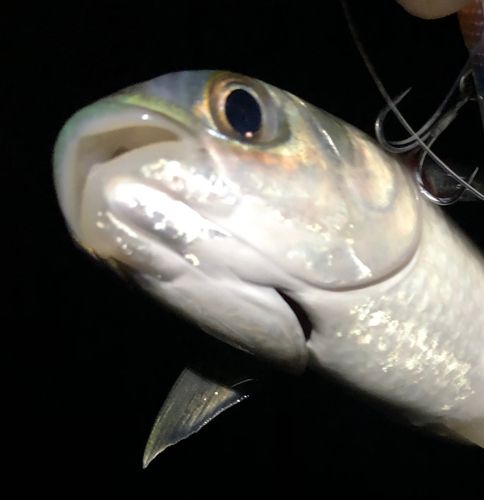 ボラの釣果
