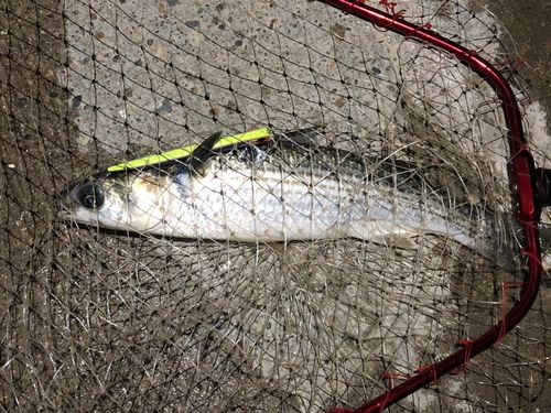ボラの釣果