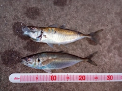アジの釣果