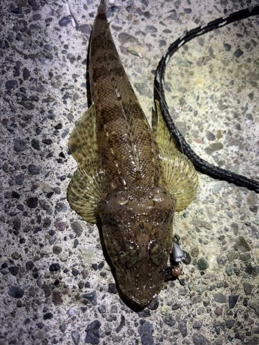 ワニゴチの釣果
