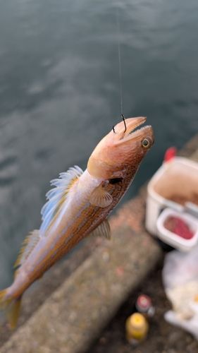 エソの釣果
