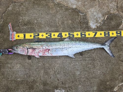 サワラの釣果
