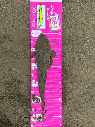 マゴチの釣果