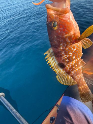 アイナメの釣果