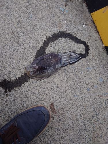 シリヤケイカの釣果