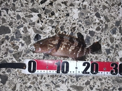 キジハタの釣果