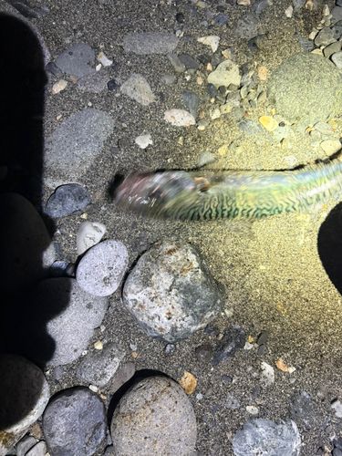 サバの釣果