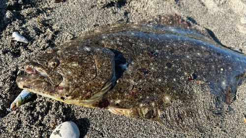 ヒラメの釣果
