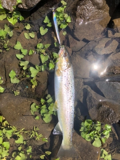 ブラウントラウトの釣果