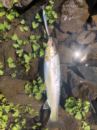 ブラウントラウトの釣果