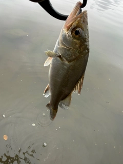 セイゴ（マルスズキ）の釣果