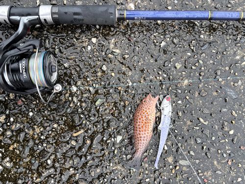 オオモンハタの釣果