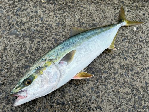 ワラサの釣果