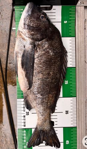 チヌの釣果