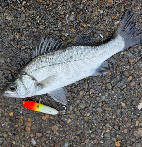 スズキの釣果