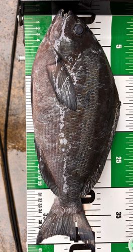 グレの釣果