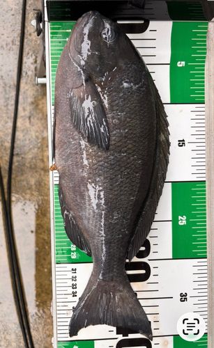 グレの釣果