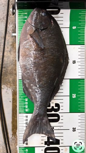 グレの釣果
